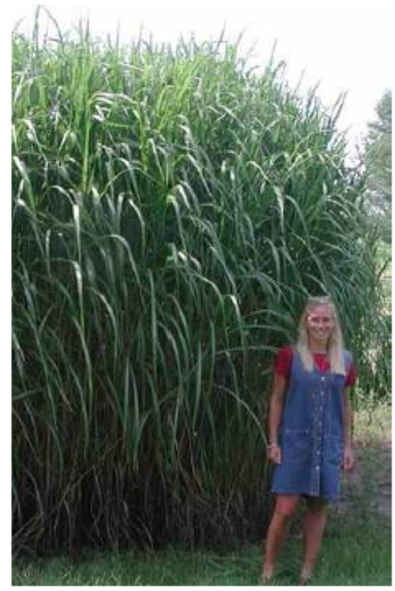 Miscanthus taimed